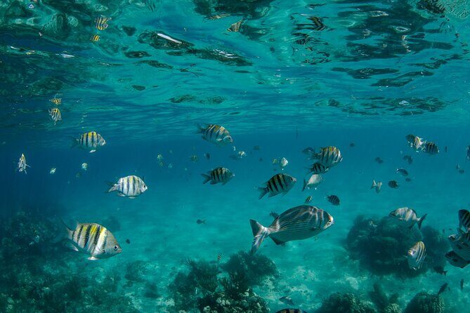 3 Hour Private Charter on Stingray City with Snorkeling - Stop 3: Starfish Point (45 Minutes to Relax and Look Closely)