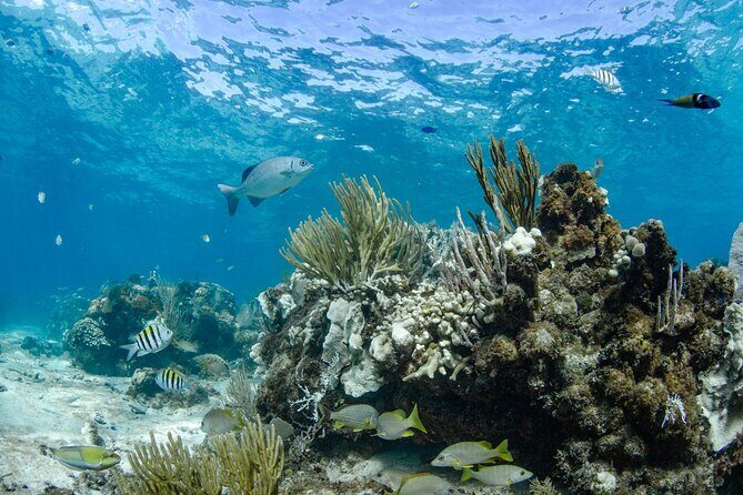 3 Hour Private Charter on Stingray City with Snorkeling - Cruising the Mangroves and Keeping the Day in Your Hands