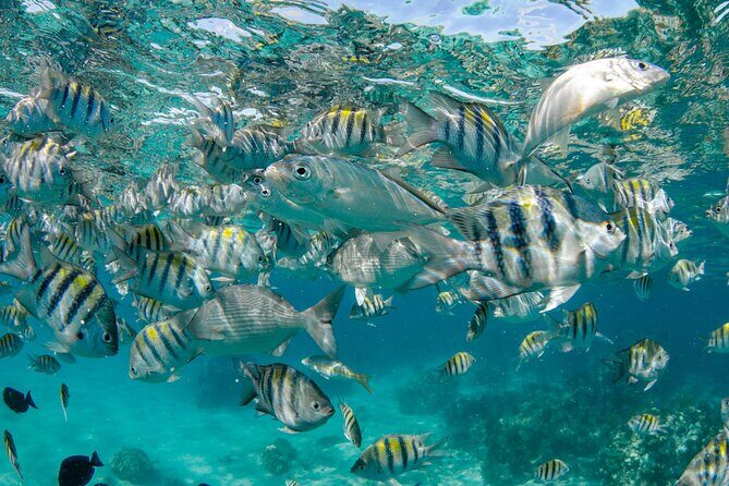 4 hour Private Boat charter to Stingray City, Snorkeling and More - Price and value: what $900 for up to 10 really buys you