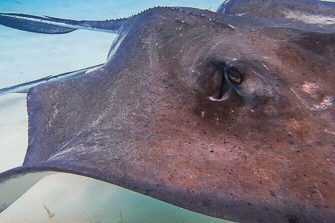 Acquarius Stingray City and Snorkel Tours - What the half-day format really means for you