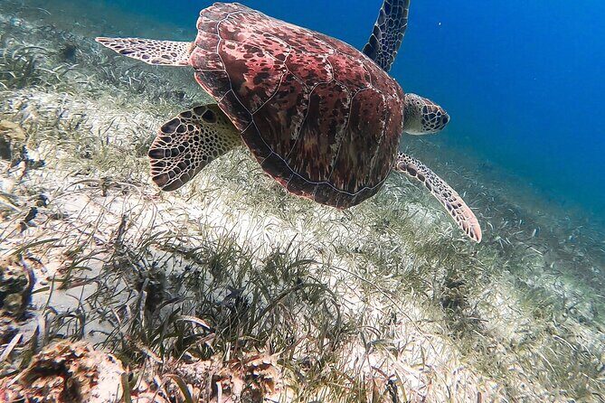 Acquarius Stingray City and Snorkel Tours - Where you meet and how pickup works (and why timing matters)