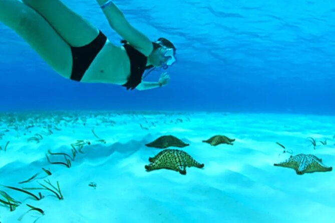 Cayman Adventure: Starfish Point, Stingray City and Coral Gardens - Key things to know before you go