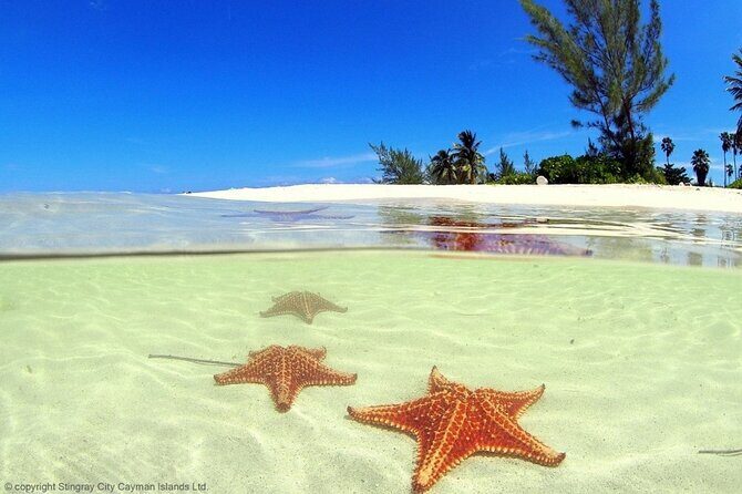 Cayman Adventure: Starfish Point, Stingray City and Coral Gardens - Timing on a cruise day: you’re getting a full experience in ~3 hours
