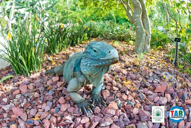 Cayman Crystal Caves & Pedro St James Castle or Botanical Garden - Cruise-day reality check: pickup timing and staying ahead of tender delays