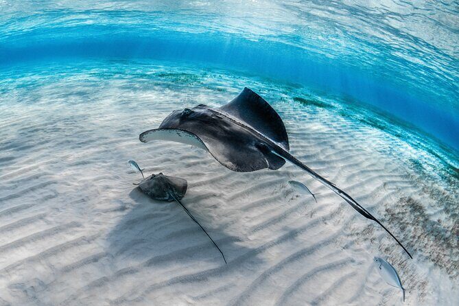 Cayman Ultimate Tour: Stingrays, Starfish Point and Crystal Caves - Price and value: what you’re paying for (and what you’re not)
