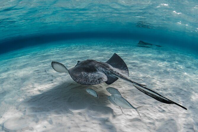 Cayman Ultimate Tour: Stingrays, Starfish Point and Crystal Caves - Pickup timing and the one logistics quirk to expect