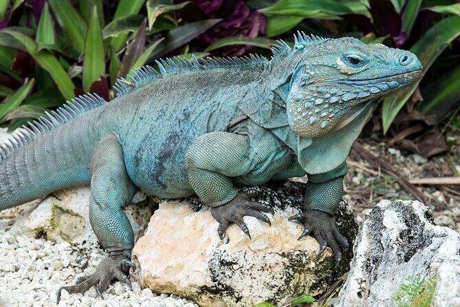 CaymanVisitor Hide & Seek GeoTour Self-Drive Tour - How the GeoTour Passport Works (and Why It’s Worth Your Attention)