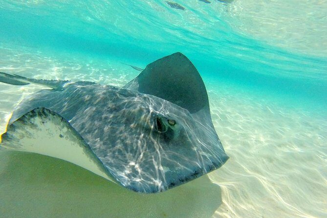 (Family owned) Stingray city sandbar, Starfish Beach & Snorkeling - Stingray City plus Coral Gardens, with a starfish stop