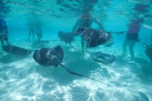 (Family owned) Stingray city sandbar, Starfish Beach & Snorkeling - Where you’re picked up around George Town (and how timing feels)