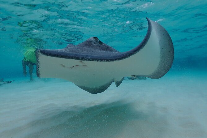 (Family owned) Stingray city sandbar, Starfish Beach & Snorkeling - Starfish Beach / Starfish Point: cool for kids, mixed feelings for adults