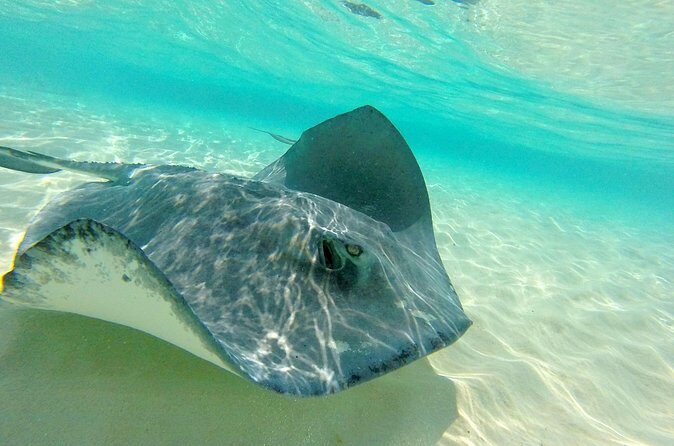 (Family owned) Stingray city sandbar, Starfish Beach & Snorkeling - Coral Gardens snorkeling: where the fish story happens