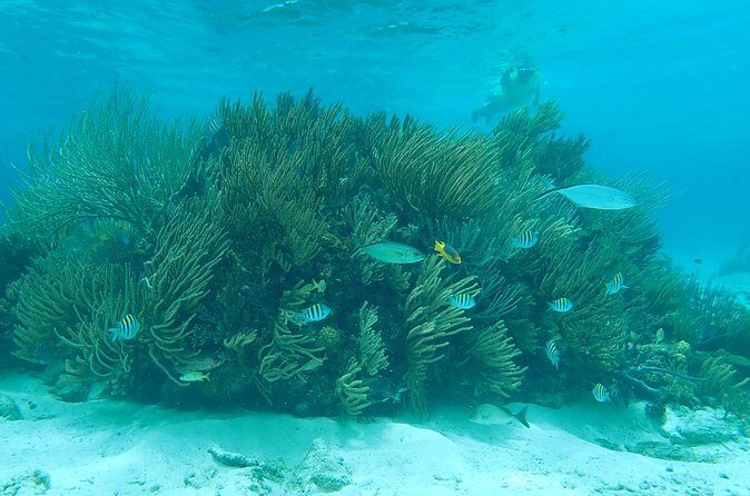 (Family owned) Stingray city sandbar, Starfish Beach & Snorkeling - Photos: fun memories, but plan for the $80 decision