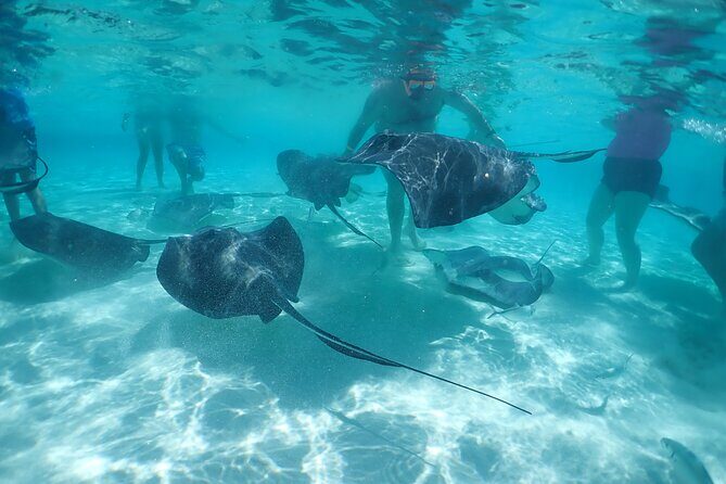 (Family owned) Stingray city sandbar, Starfish Beach & Snorkeling - Where you’re picked up around George Town (and how timing feels)