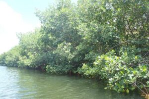 Get Anchored - Stingray City for one focused hour: what you actually do