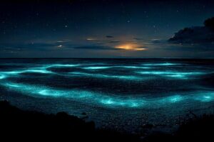 Grand Cayman Bioluminescence Adventure - Cayman Kai Bio Bay: what your glow swim is actually like