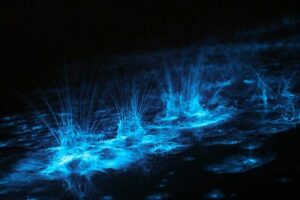 Grand Cayman Bioluminescence Experience - 6:30 pm pickup and the real timing of your “2 hours of glow”