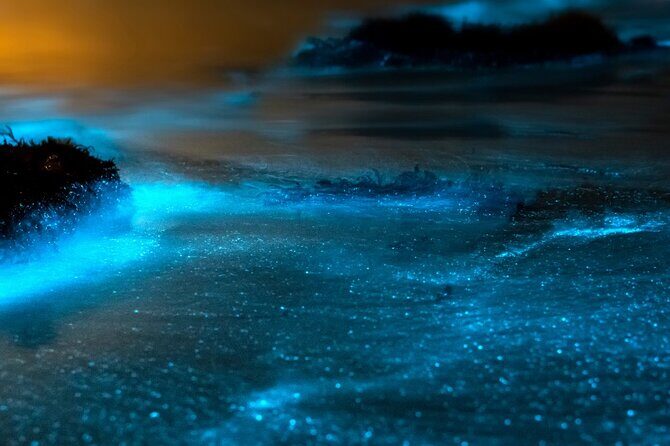 Grand Cayman Bioluminescence Experience - Crew quality and camera attention: why this tour feels more guided than chaotic