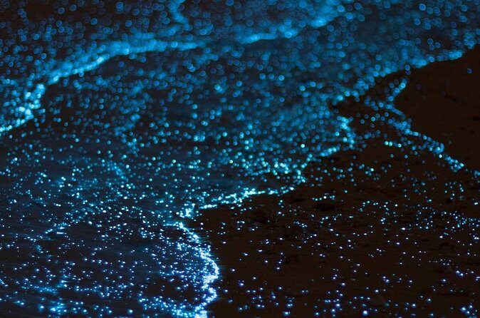 Grand Cayman Bioluminescence Experience - Bioluminescence isn’t a guarantee: moon phases, weather, and night-to-night intensity