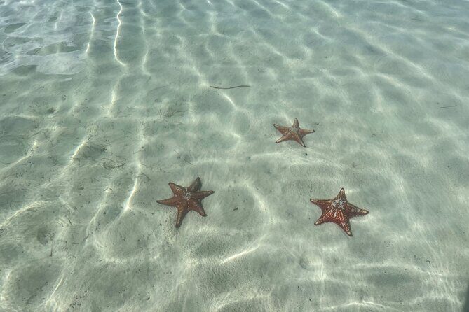 Half Day Private Boat Charter in Grand Cayman - Snorkeling reefs: gear included, plus guidance that helps you see more