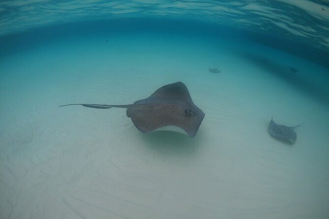 Half-Day Private Stingray City Charter - Grand Cayman - BTC - Price and value: is $1,300 per group a smart move?