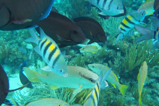 Half-Day Private Stingray City Charter in Cayman Islands - Who This Tour Fits Best (and Who Might Want a Different Option)