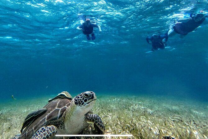 Private Charter 34ft Express Cruiser Stingay City Reef Snorkeling - Stingray City: waist-deep water and a calmer, guided experience