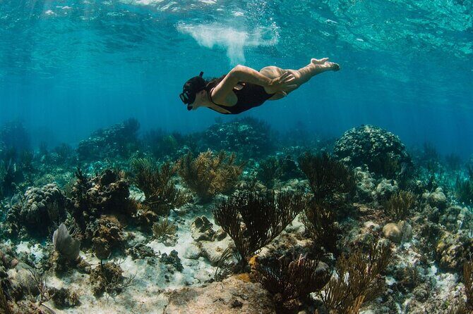 Private Charter Reef fishing, Stingray City, Snorkel, Mangroves - Mangroves: why this quieter segment is more than scenery