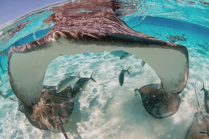 Private Charter Reef fishing, Stingray City, Snorkel, Mangroves - Reef fishing on Grand Cayman: what you’ll likely catch and how it stays fun