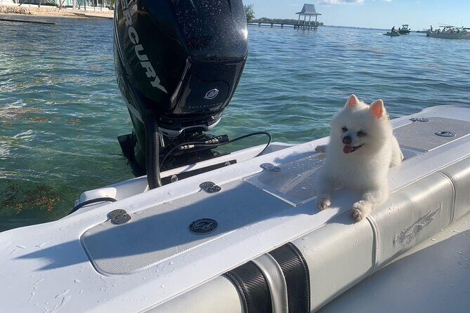 Private Half Day Boat Tour, 3 locations of your choice - Ocean snorkeling over coral heads: fish density can be the payoff