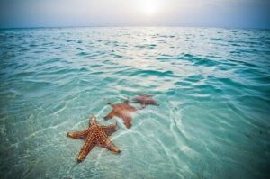 Private Half-Day Charter to Stingray City, Starfish Point and Snorkeling Tour - Stingray City: What You’ll Do And How To Get Better Value