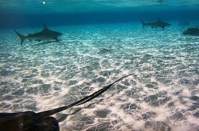 Private Half-Day Charter to Stingray City, Starfish Point and Snorkeling Tour - The Snorkeling Stop (12–15 Feet): What To Expect And When It Might Change