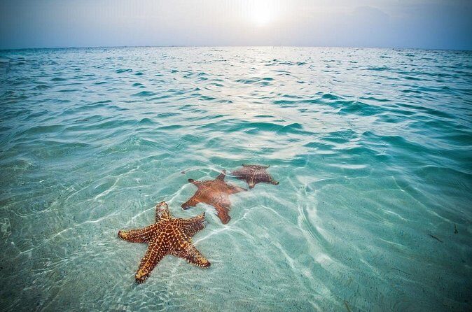 Private Half-Day Charter to Stingray City, Starfish Point and Snorkeling Tour - Stingray City: What You’ll Do And How To Get Better Value
