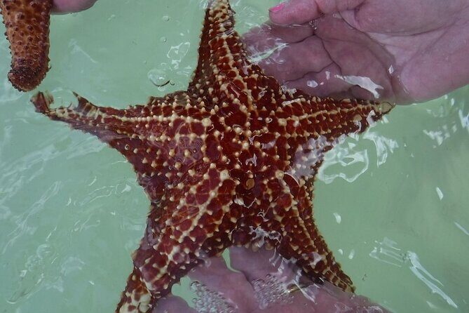 Private Half Day Stingray City, Snorkeling and Starfish Beach Tour - Private Boat Day From Cayman Islands Yacht Club