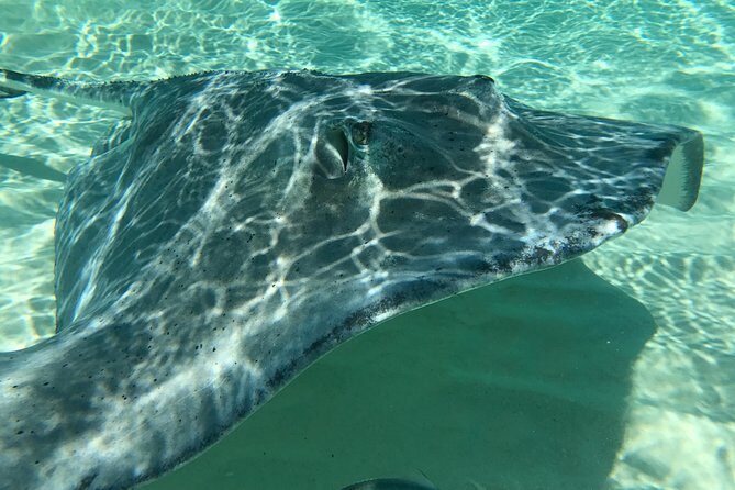 Private Half Day Stingray City, Snorkeling and Starfish Beach Tour - Transportation, Timing, and How to Plan Your Day