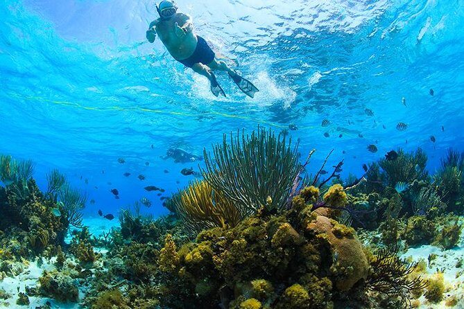 Private Stingray City and Snorkeling Half Day Charter for 6 Guest - Starfish Point: the calm 30 minutes that set the tone