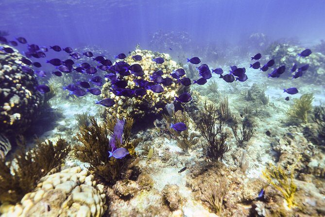 Private Stingray City Snorkeling and BioBay Charter for 10 Guests - Stop 1: Starfish Point for shallow water, easy photos, and quick learning