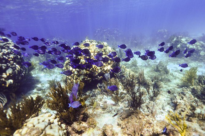 Private Stingray City Snorkeling and BioBay Charter for 6 Guests - Why this late-afternoon-to-night timing makes sense