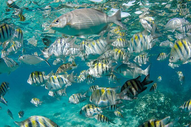 Private Yacht 48 ft Sting Ray City, Snorkel & Starfish Beach - What’s Included for Food and Drinks (and What You’ll Need to Plan)