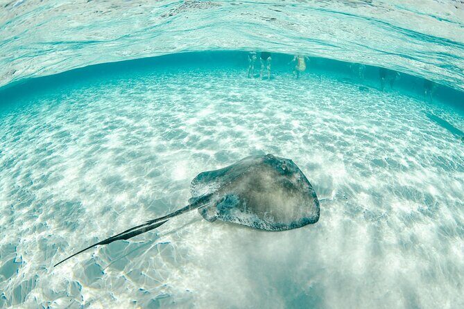 Private Yacht 48 ft Sting Ray City, Snorkel & Starfish Beach - Price and Value: When Paying More Actually Makes Sense