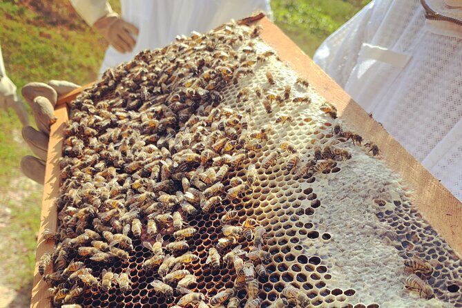 Reagan’s Honey Beekeeping Adventure - Your beehive inspection: queen spotting and watching the colony work