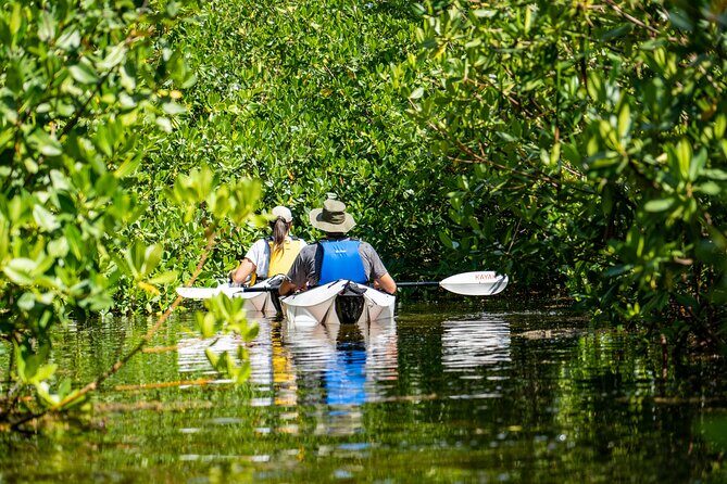 Small Group Glass Bottom Kayak Adventure- Cayman Islands - What you’re really doing: kayaking through red mangroves (with a glass-bottom twist)