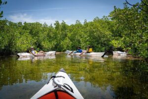 Small Group Glass Bottom Kayak Adventure- Cayman Islands - The naturalist commentary: sea lettuce, orchids, and island history in plain language