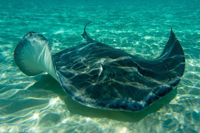 Starfish Point, Stingray City-Sandbar & Coral Gardens - Grand Cayman in one run: the practical value of three stops