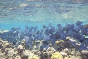 Starfish Point, Stingray City-Sandbar & Coral Gardens - Stingray City sandbar: how close you’ll get and what rules matter
