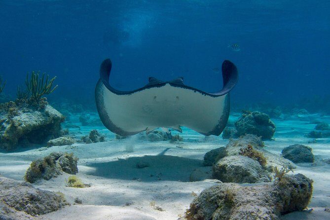 Starfish Point, Stingray City-Sandbar & Coral Gardens - Coral Gardens snorkeling: what it’s like at the Barrier Reef
