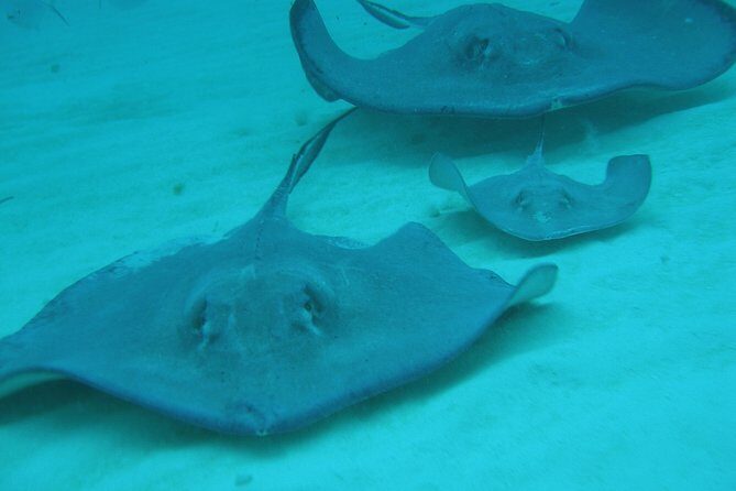 Starfish Point, Stingray City-Sandbar & Coral Gardens - Starfish Point: shallow water photos and the do-not-do list
