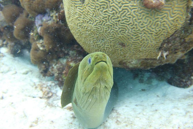 Starfish Point, Stingray City-Sandbar & Coral Gardens - Who this tour fits best (and who should reconsider)