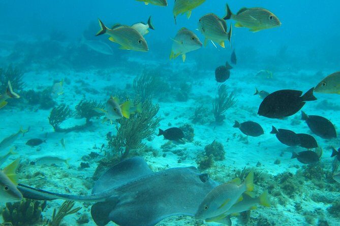 Stingray City and Snorkel Tour With Lunch - From Seven-Mile Beach to the sandbar: how this day actually flows