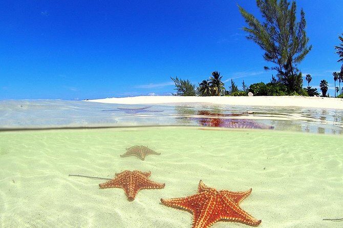 Stingray City and Starfish Experience with Coral Reef Snorkeling - Key highlights worth planning around