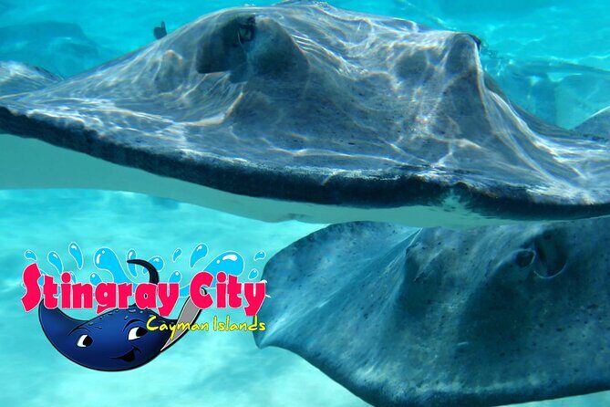 Stingray City and Starfish Experience with Coral Reef Snorkeling - What’s included (and why the inclusions matter for value)